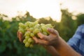A man holds a bunch of ripe yellow grapes in the background of a vineyard close-up. Harvesting grapes Royalty Free Stock Photo