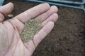 man holds carrot seeds to sow in the vegetable garden. sowing seeds Royalty Free Stock Photo