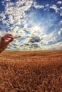 Man holds ears of corn in his hand. A field wheat in the background Royalty Free Stock Photo