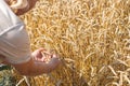 A man holds ears of wheat in his hands in an agricultural field. Agronomy and grain growing Royalty Free Stock Photo