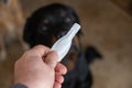 Man holds the flea tick spot-on in his hand against Rottweiler. White sealed package with a veterinary drug for pets. A large Royalty Free Stock Photo