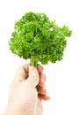 Man holds a fresh parsley