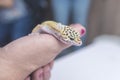 A man holds a friendly juvenile leopard gecko in his hand. A reptile lover, pet owner or herpetologist Royalty Free Stock Photo