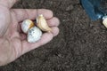 man holds garlic seeds for growing and sowing in vegetable garden Royalty Free Stock Photo