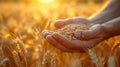 A man holds golden ears of wheat against the background of a ripening field. Royalty Free Stock Photo