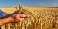 A man holds golden ears of wheat against the background of a ripening field. Royalty Free Stock Photo