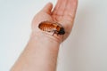 a man holds in hand a large hissing Madagascar cockroach on a white background