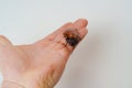 a man holds in hand a large hissing Madagascar cockroach on a white background