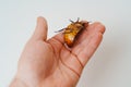 a man holds in hand a large hissing Madagascar cockroach on a white background