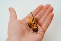 a man holds in hand a large hissing Madagascar cockroach on a white background