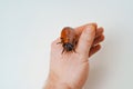 a man holds in hand a large hissing Madagascar cockroach on a white background