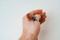 a man holds in hand a large hissing Madagascar cockroach on a white background