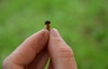 Man holds in his fingers the smallest mushroom. Due to its size, it resembles a small baby. they begin to grow in the forest