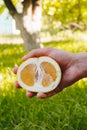 Man holds in his hand half of the cuted yellow orange on the background of trees in the park and green grass. sunny day, summer.