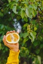 Man holds in his hand half of the cuted yellow orange on the background of trees in the park and green grass. sunny day, summer.