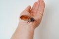 a man holds in hand a large hissing Madagascar cockroach on a white background