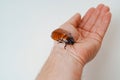 a man holds in hand a large hissing Madagascar cockroach on a white background