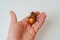 a man holds in hand a large hissing Madagascar cockroach on a white background