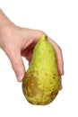 A man holds in his hand a ripe Conference  grate pear isolated Royalty Free Stock Photo