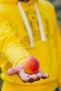 Man holds in his hand ripe peach on the background of trees in the park and green grass. sunny day, summer. fruit closeup Royalty Free Stock Photo