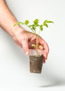 A man holds in his hand a sprout that grows in a plastic cup on a white background Royalty Free Stock Photo