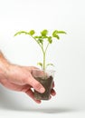 A man holds in his hand a sprout that grows in a plastic cup on a white background Royalty Free Stock Photo