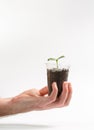 A man holds in his hand a sprout that grows in a plastic cup on a white background Royalty Free Stock Photo