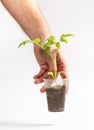 A man holds in his hand a sprout that grows in a plastic cup on a white background Royalty Free Stock Photo