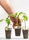 A man holds in his hand a sprout that grows in a plastic cup on a white background Royalty Free Stock Photo