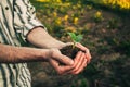 A man holds in his hands and plants young seedlings of cucumbers, watermelons, pumpkins or melons in the ground in the garden 2 Royalty Free Stock Photo