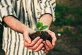 A man holds in his hands and plants young seedlings of cucumbers, watermelons, pumpkins or melons in the ground in the garden 1