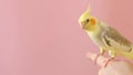 A man holds his pet Corella parrot on a pink background Royalty Free Stock Photo