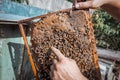 a man holding a honeycomb with his bare hands Royalty Free Stock Photo