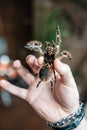 A man holds a large tarantula spider in his hand. Close-up shows the fangs of a spider with poison