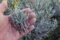 man holds lavender branches for cutting, lavender propagation by cuttings