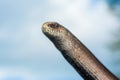 A man holds a legless lizard with a fingers on a background of blue sky. Macro photography of reptiles in the natural environment