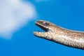 A man holds a legless lizard with a fingers on a background of blue sky. Macro photography of reptiles in the natural environment