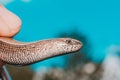 A man holds a legless lizard with a fingers on a background of blue sky. Macro photography of reptiles in the natural environment