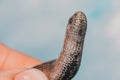 A man holds a legless lizard with a fingers on a background of blue sky. Macro photography of reptiles in the natural environment