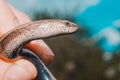 A man holds a legless lizard with a fingers on a background of blue sky. Macro photography of reptiles in the natural environment