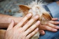 A man holds a little Yorkshire terrier in his arms, selective focus Royalty Free Stock Photo