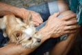 A man holds a little Yorkshire terrier in his arms, selective focus Royalty Free Stock Photo