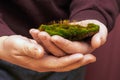 A man holds a lump of earth covered with green moss. Moss in the hands of a gardener