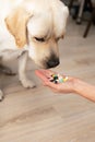 Man holds out handful of pills in palm of hand to adult Labrador dog. Veterinary and animal healths