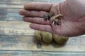 man holds potato shoots to sprout, potato grommets to germinate Royalty Free Stock Photo