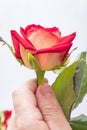 A man holds a red rose in his hand. A gift to a lovely woman_ Royalty Free Stock Photo