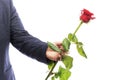 A man holds a red rose in his hand. Isolated over white background. Close-up Royalty Free Stock Photo