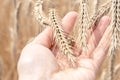 A man holds ripe spikelets of wheat in his hand against the background of a field. The concept of agriculture, autumn Royalty Free Stock Photo