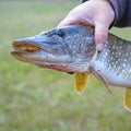 A man holds a river pike in his hands