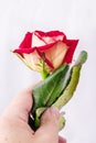 A man holds a rose in his hand. Rose - a symbol of love. A wonderful gift for a loved one_ Royalty Free Stock Photo